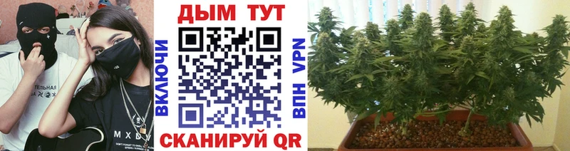 Купить где  Княгинино  Марихуана SATIVA & INDICA 